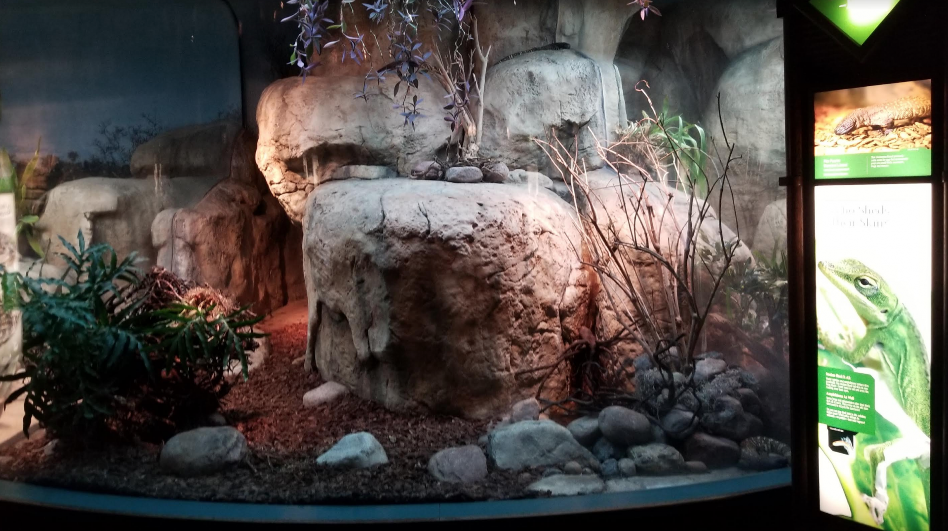 Dec. 2017 - Small Mammal-Reptile House - Beaded Lizard Exhibit