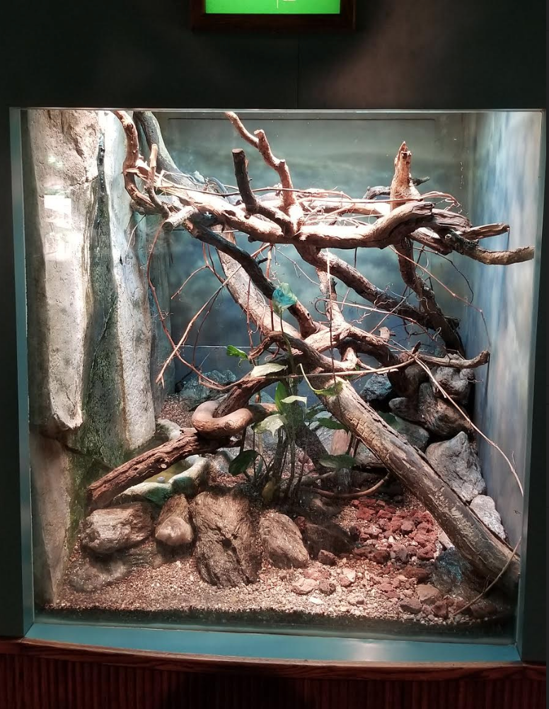 Dec. 2017 - Small Mammal-Reptile House - Black Tree Monitor Exhibit