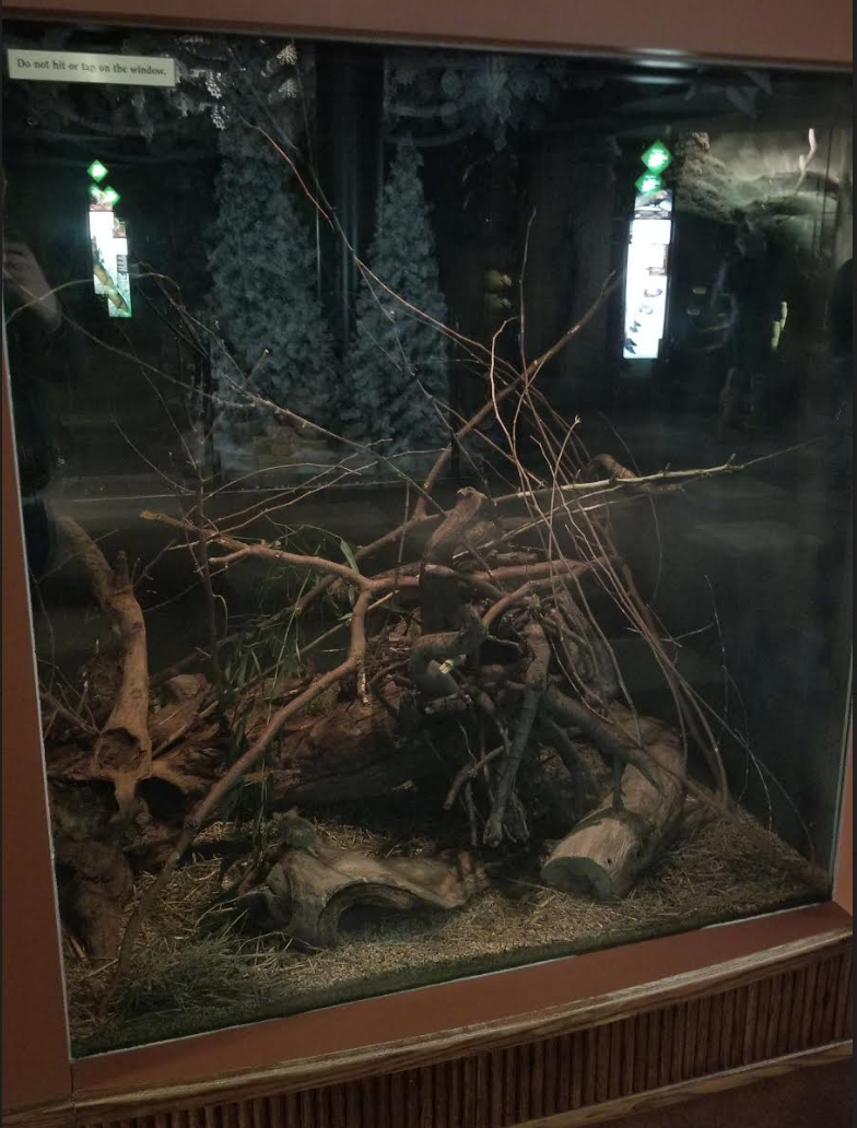 Dec. 2017 - Small Mammal-Reptile House - Cactus Mouse Exhibit