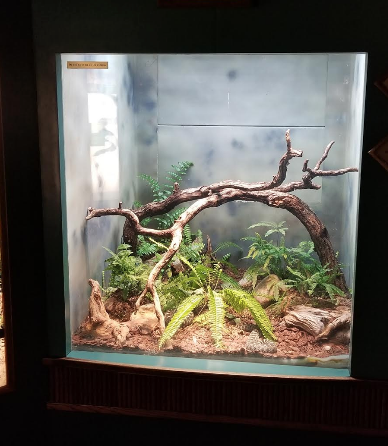 Dec. 2017 - Small Mammal-Reptile House - Eastern Massasauga Exhibit