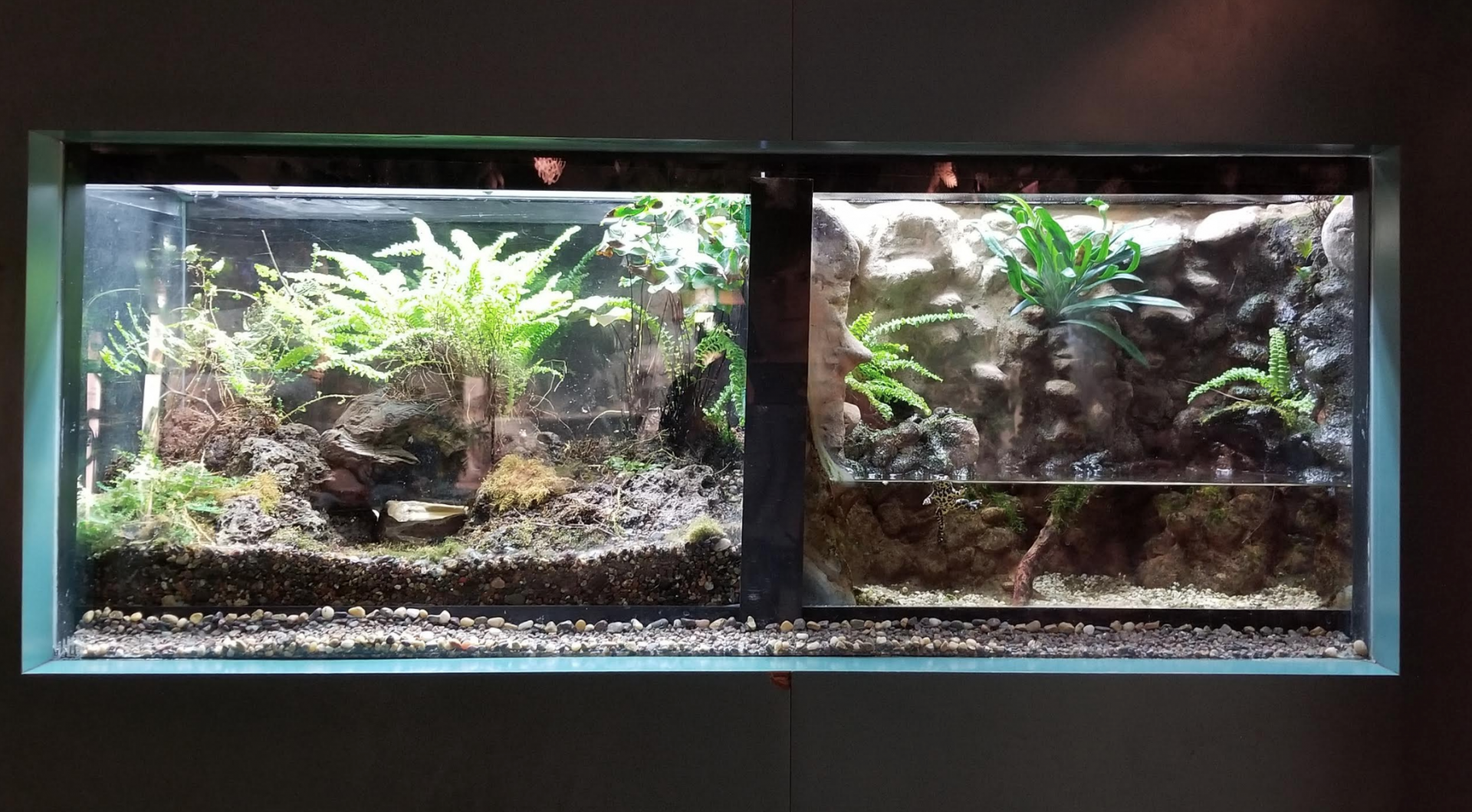 Dec. 2017 - Small Mammal-Reptile House - Emperor Newt + Fire-bellied Toad Tank