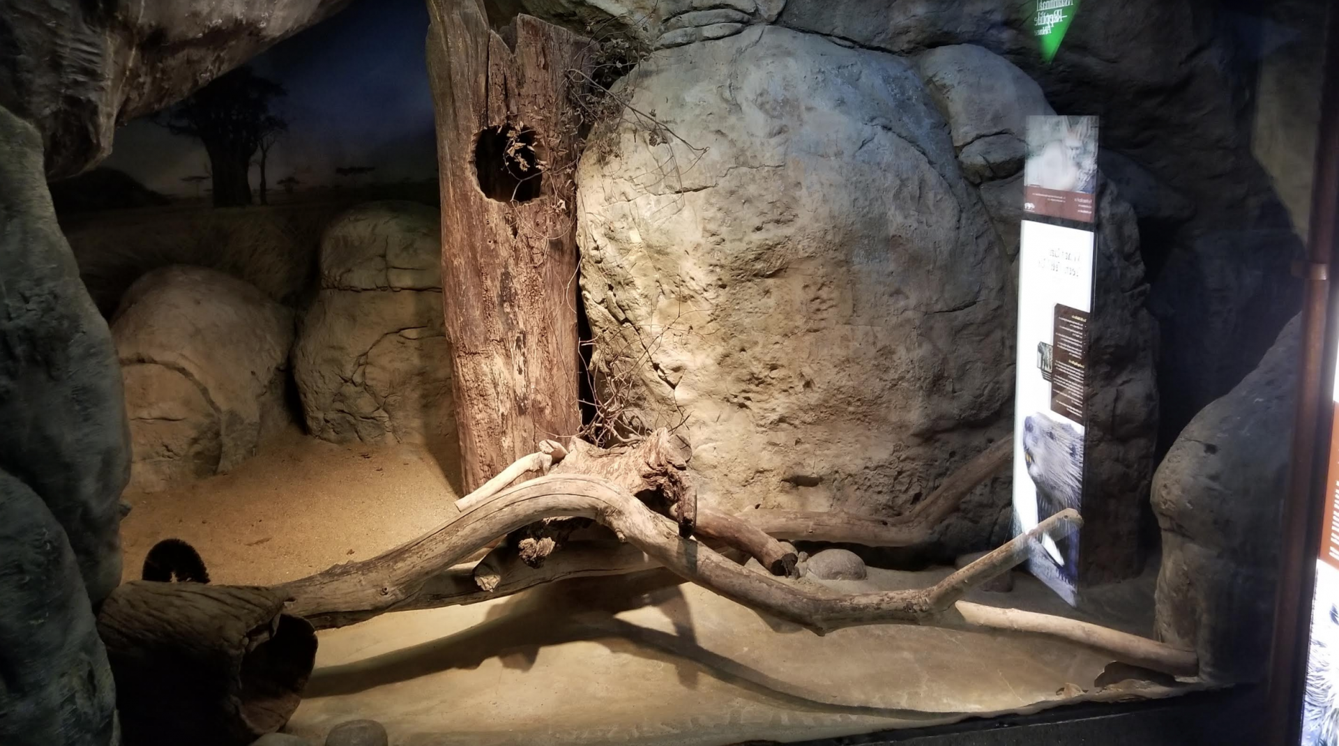 Dec. 2017 - Small Mammal-Reptile House - Fennec Fox Exhibit