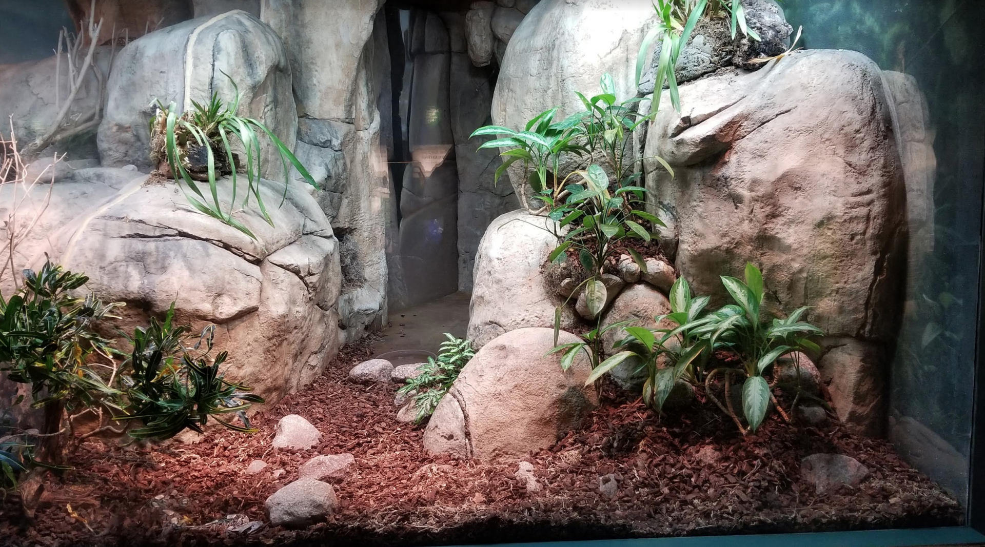 Dec. 2017 - Small Mammal-Reptile House - Gaboon Viper Exhibit