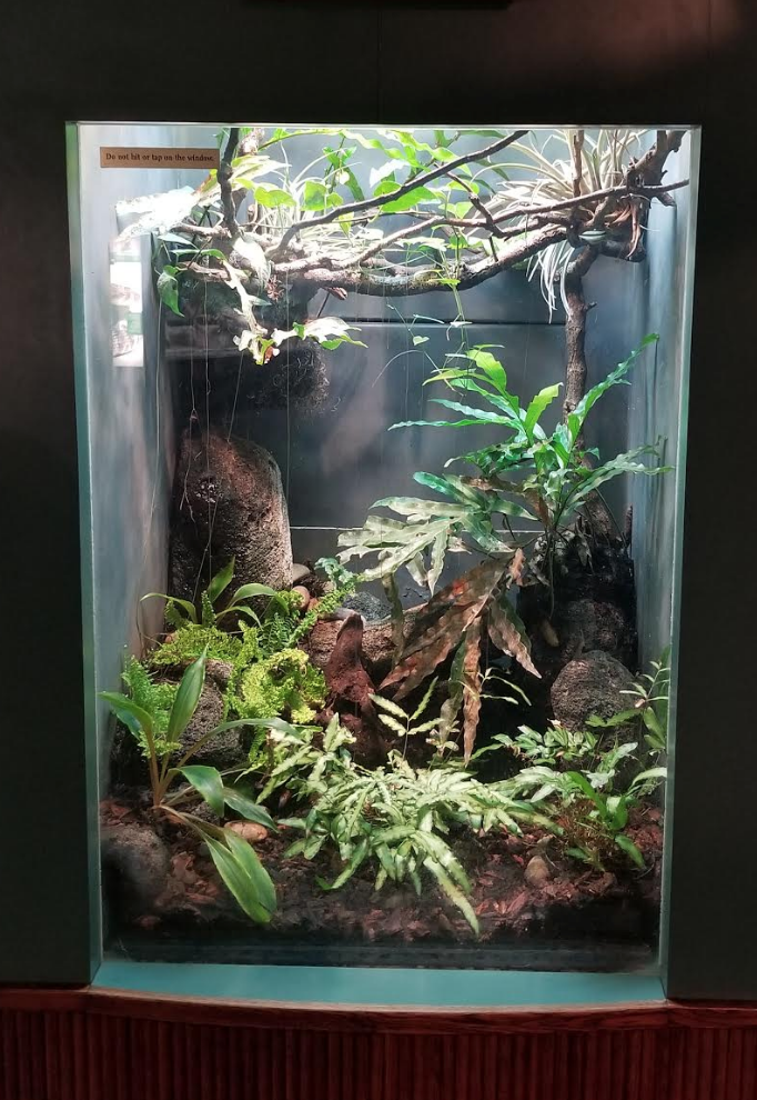 Dec. 2017 - Small Mammal-Reptile House - Green Tree Python Exhibit