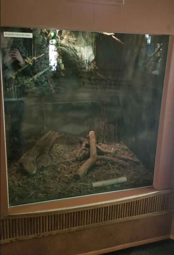 Dec. 2017 - Small Mammal-Reptile House - La Plata Three-banded Armadillo Exhibit