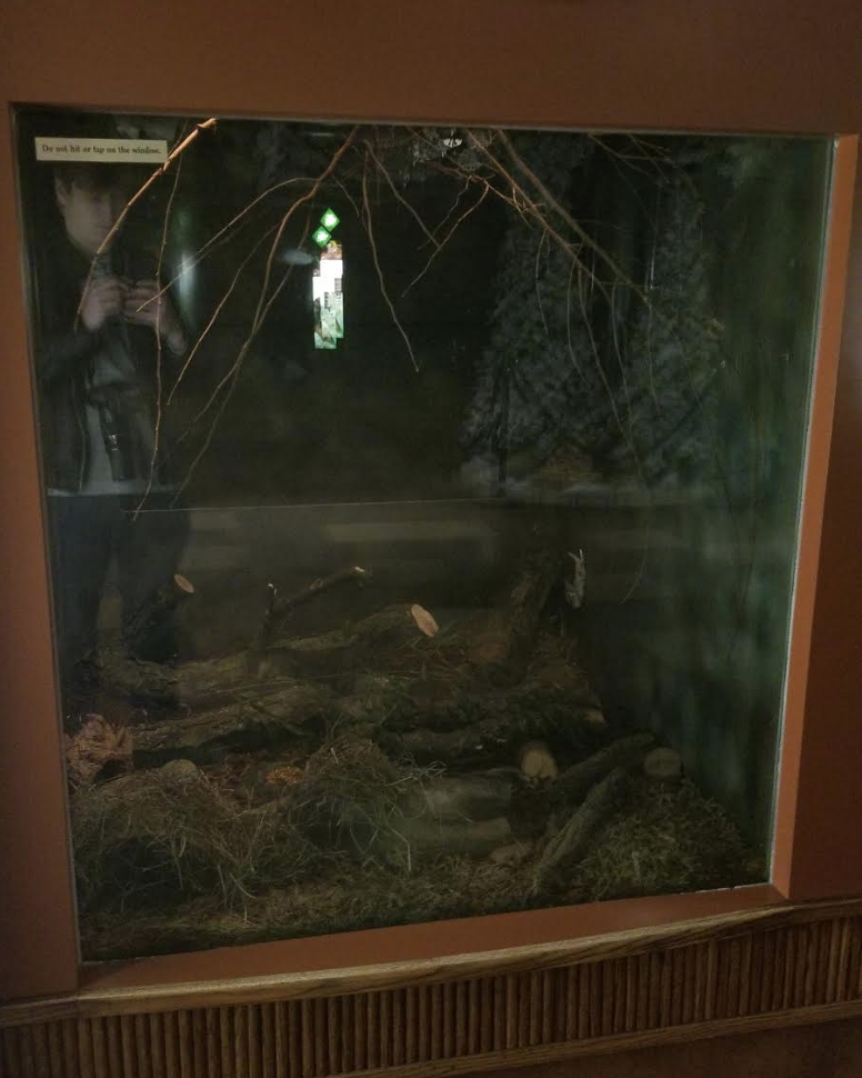 Dec. 2017 - Small Mammal-Reptile House - Lesser Madagascar Hedgehog Tenrec Exhibit