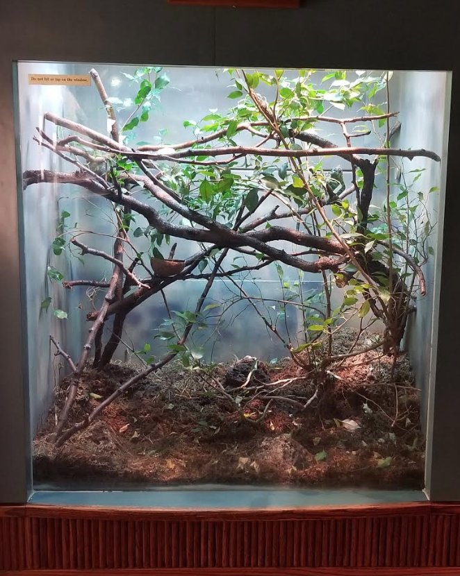 Dec. 2017 - Small Mammal-Reptile House - Meller's Chameleon Exhibit