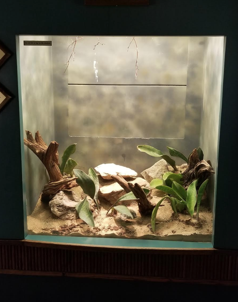 Dec. 2017 - Small Mammal-Reptile House - Mexican Lancehead Rattlesnake Exhibit