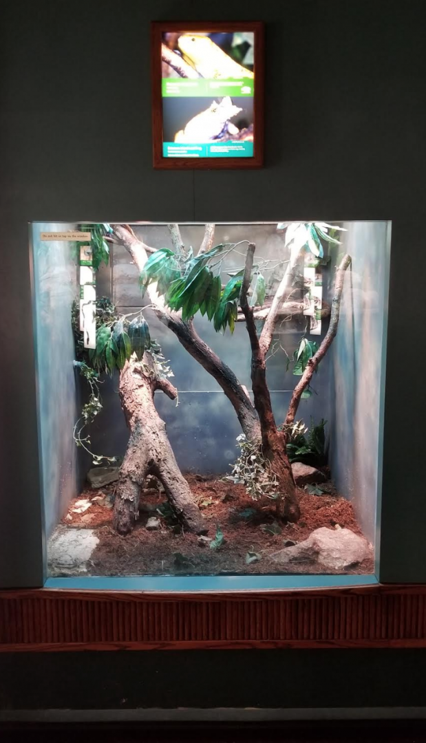 Dec. 2017 - Small Mammal-Reptile House - Prehensile-tailed Skink + Solomon Island Leaf Frog Exhibit