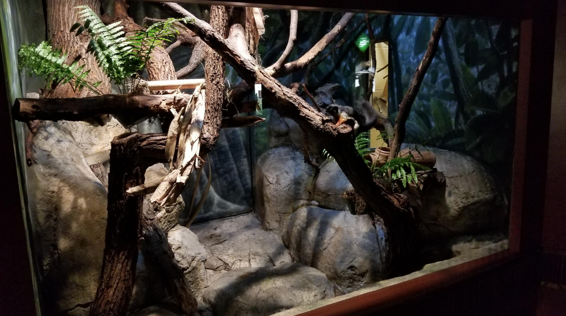 Dec. 2017 - Small Mammal-Reptile House - Prevost's Squirrel Exhibit