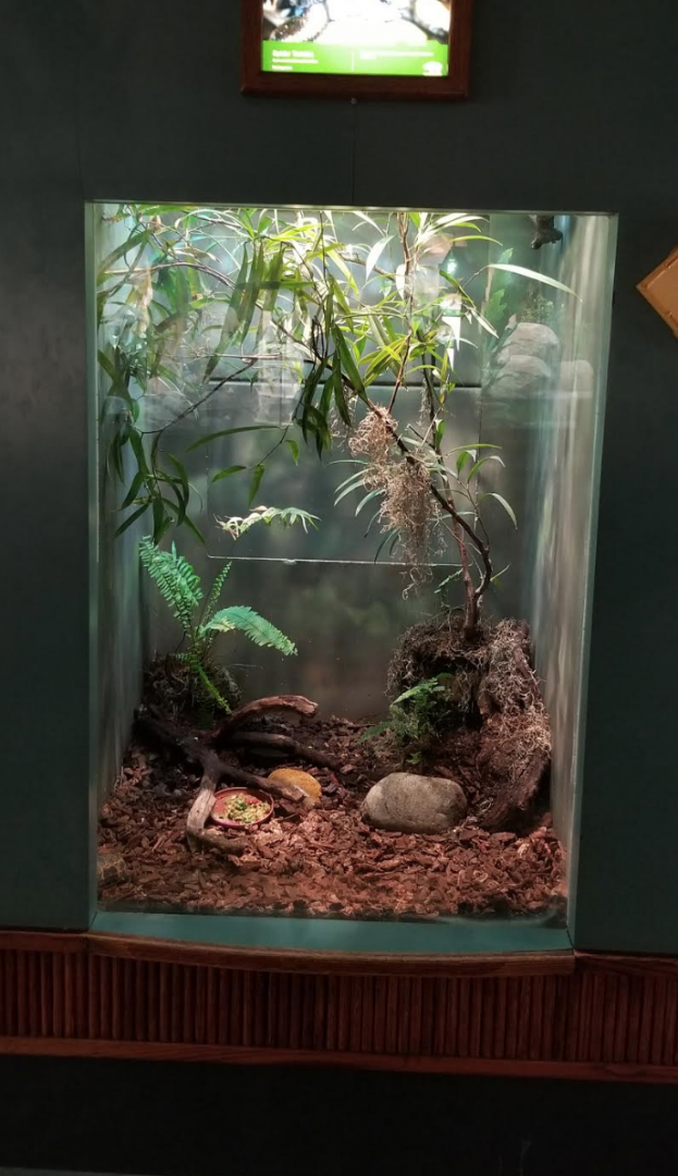 Dec. 2017 - Small Mammal-Reptile House - Standing's Day Gecko + Spider Tortoise Exhibit