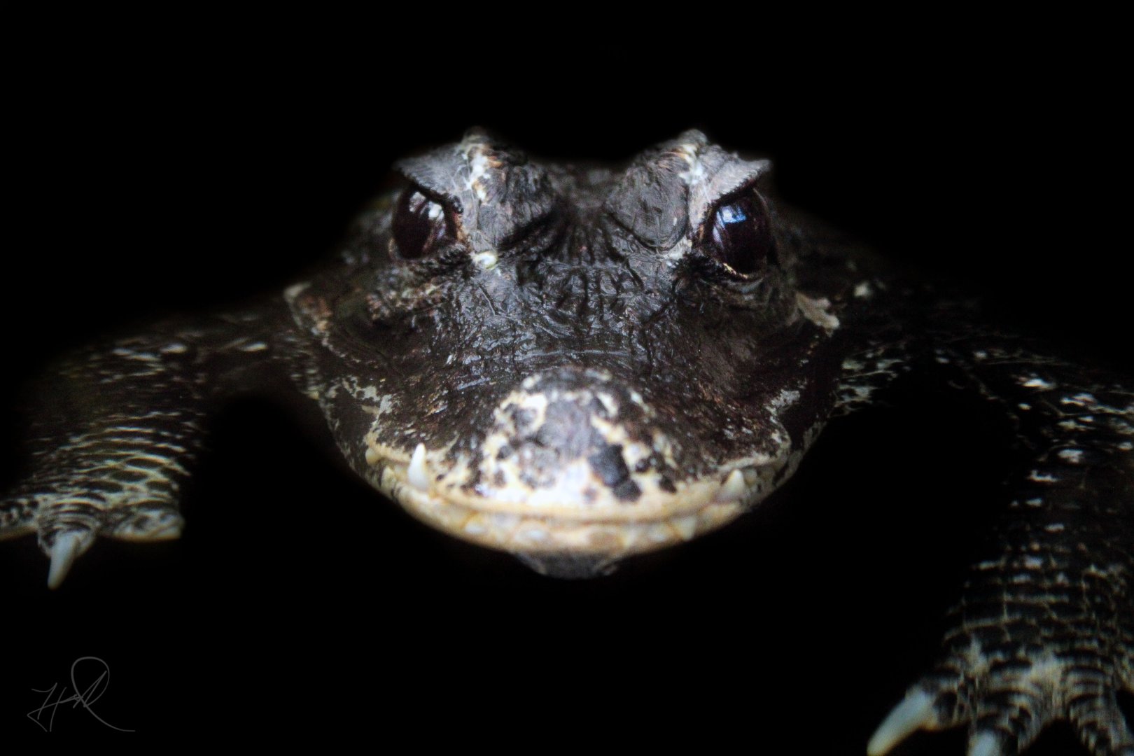 Dec. 2017 - Small Mammals-Reptile House - Dwarf Crocodile