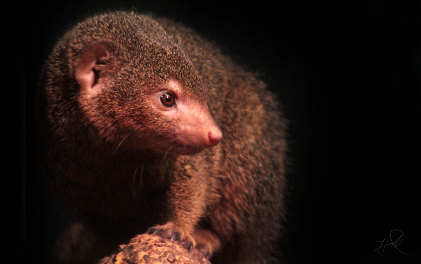 Dec. 2017 - Small Mammals-Reptile House - Dwarf Mongoose