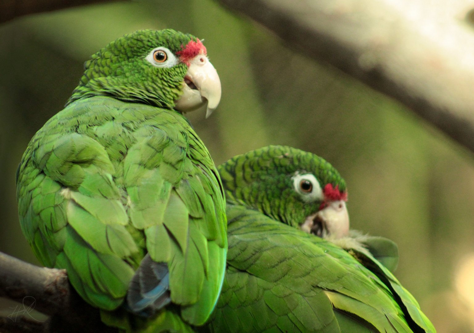 Dec. 2017 - Small Mammals-Reptile House - Puerto Rican Parrot
