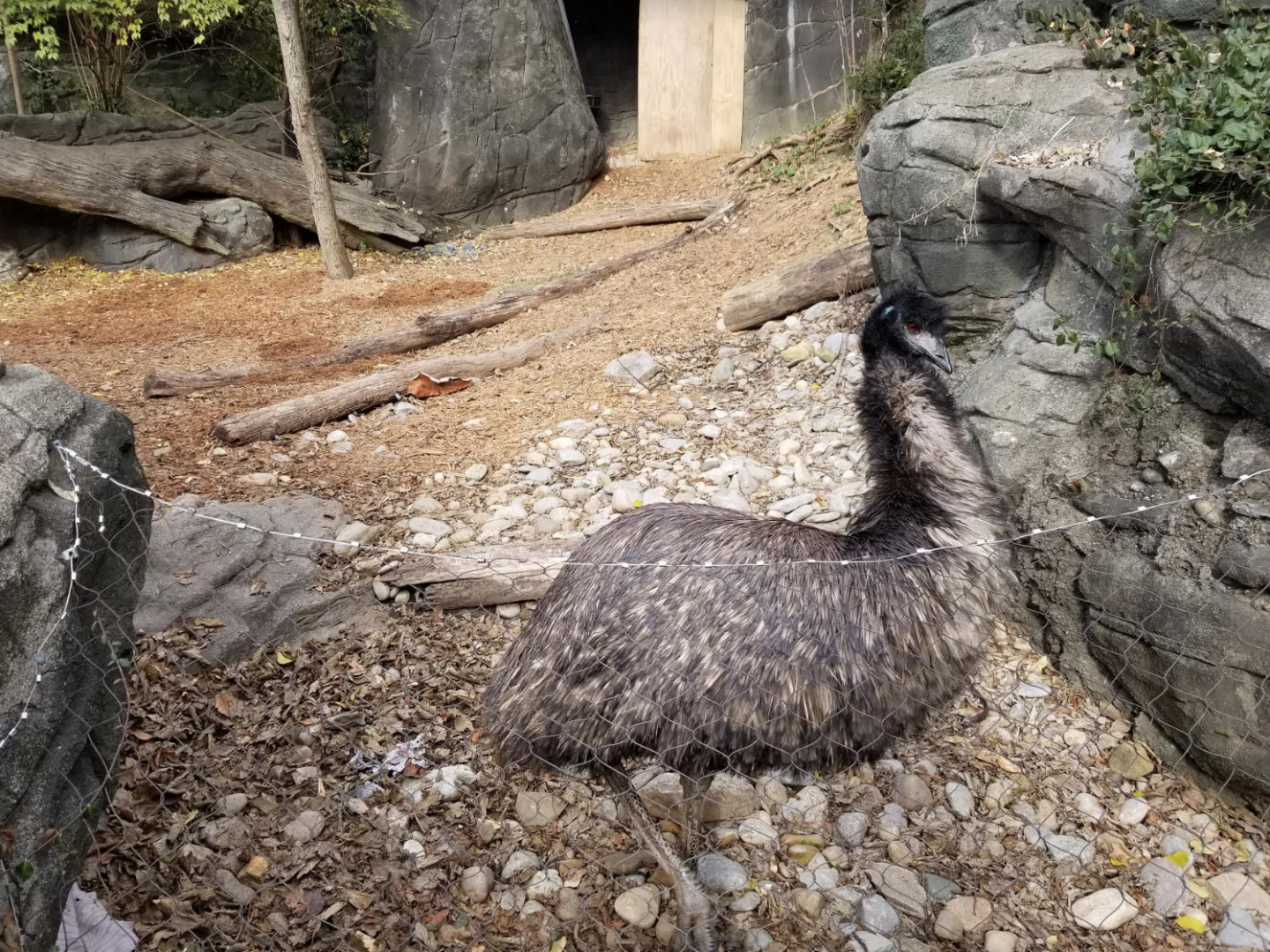 Dec. 2017 - Wildlife Canyon - Emu Exhibit