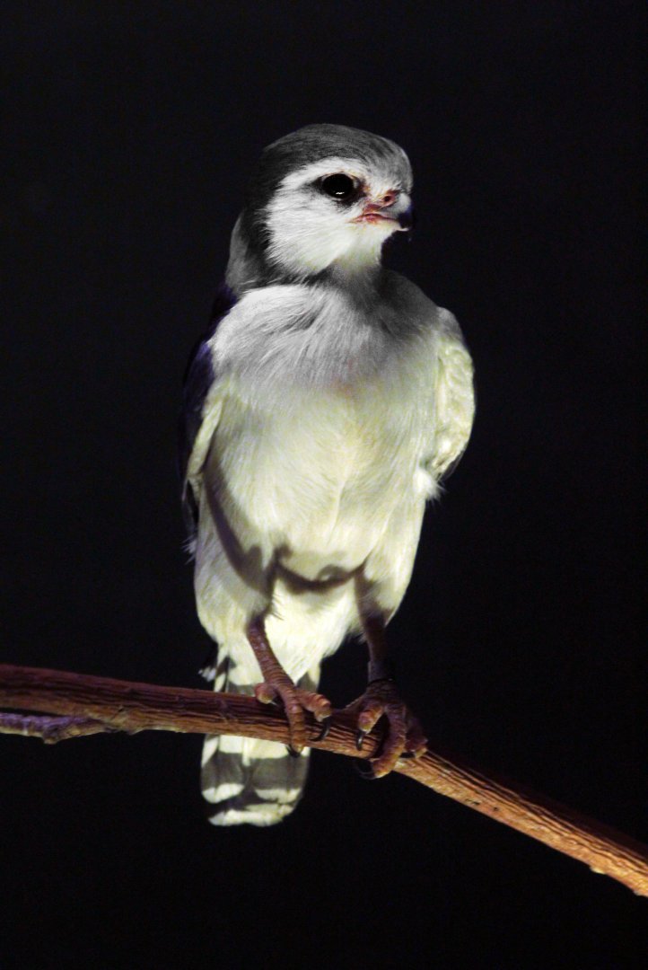 Dec. 2017 - Wings Of The World - African Pygmy Falcon