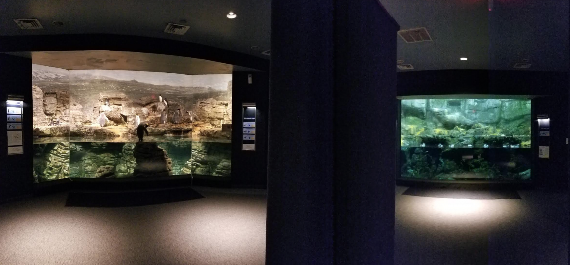 Dec. 2017 - Wings of the World - Sub-Antarctic Coast + Arctic Sea Cliffs