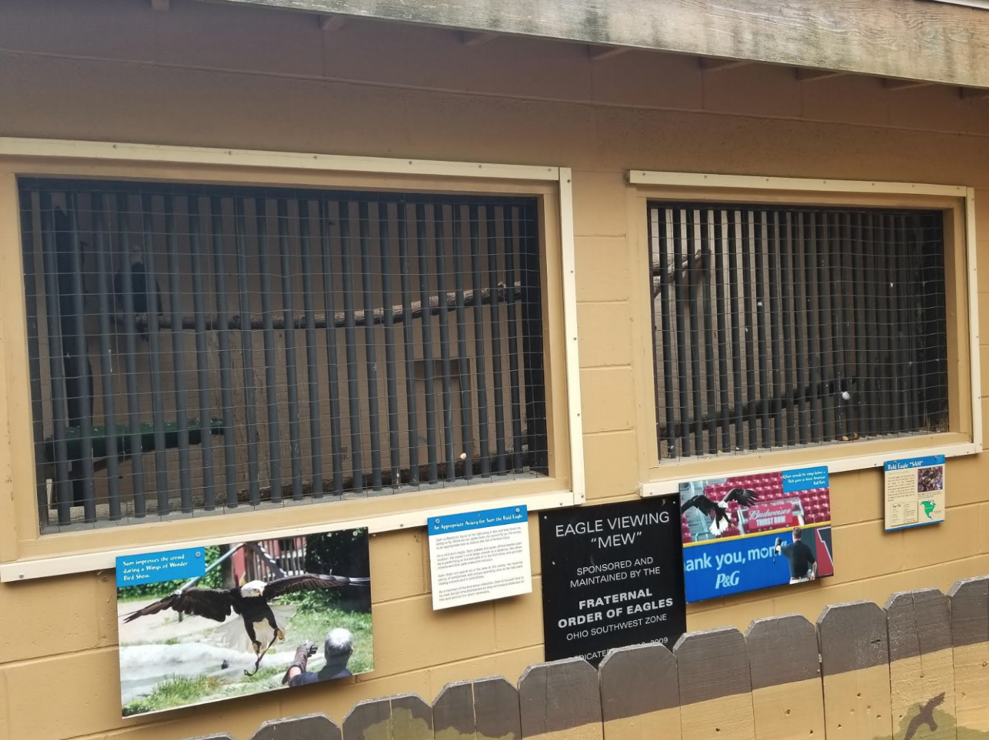 Dec. 2017 - Wings of Wonder - Bald Eagle Mew