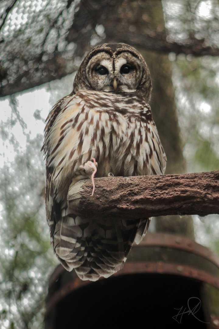 Dec. 2017 - Wolf Woods - Barred Owl