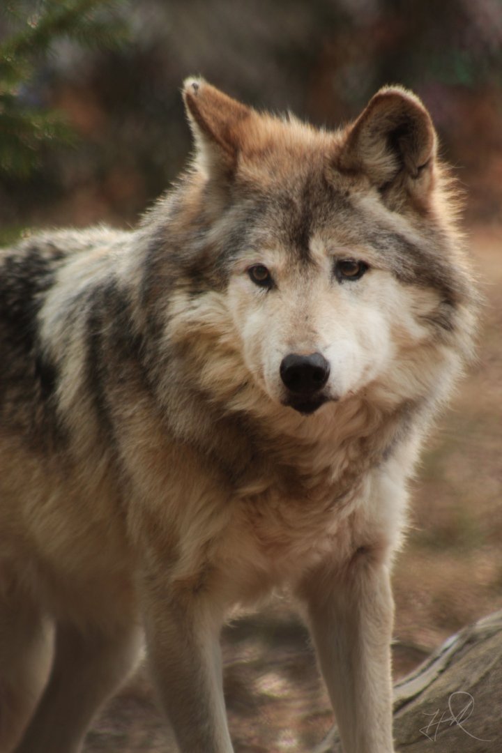 Dec. 2017 - Wolf Woods - Mexican Wolf - Sedona