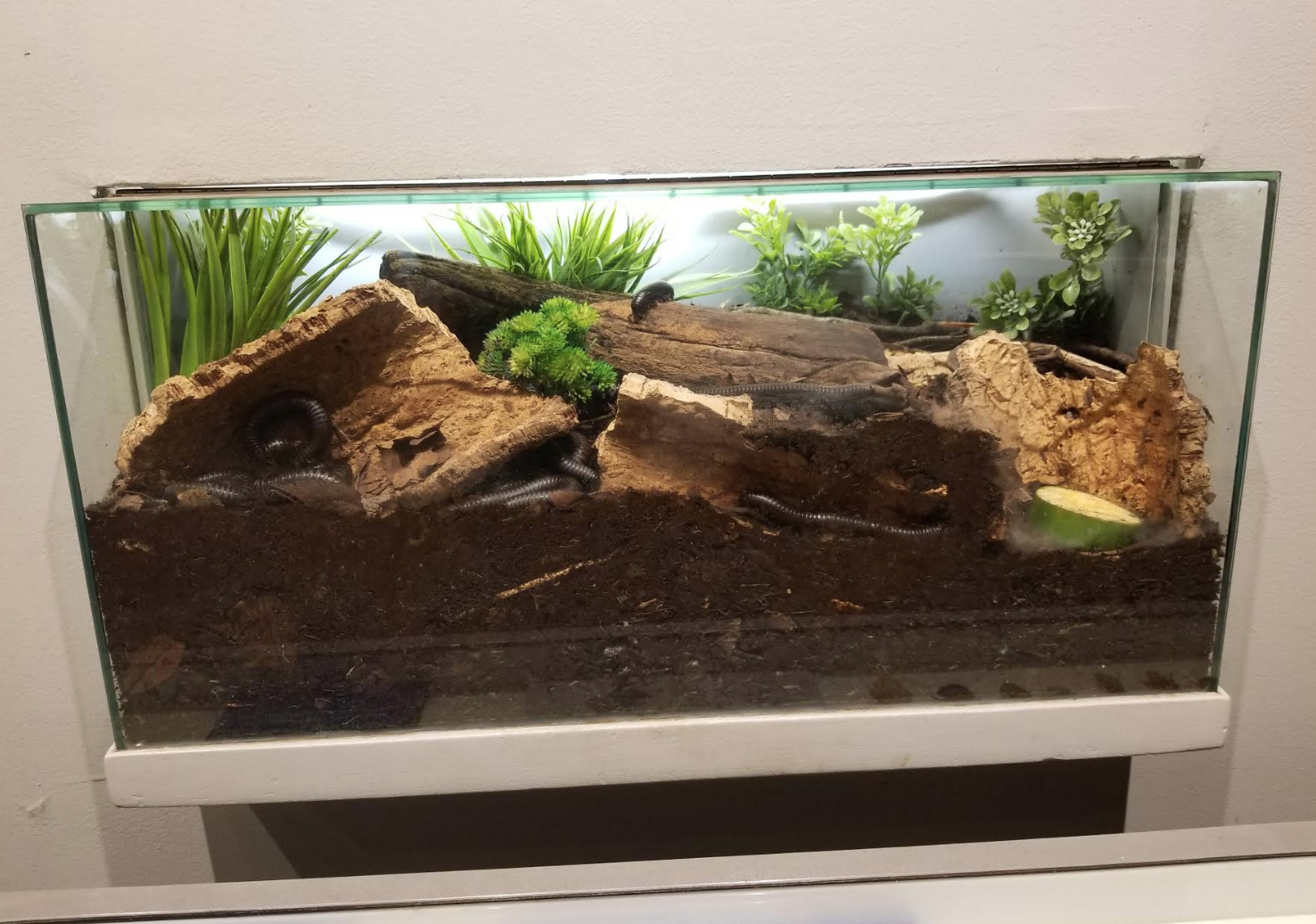 Dec. 2017 - World of the Insect - Giant African Millipede Exhibit