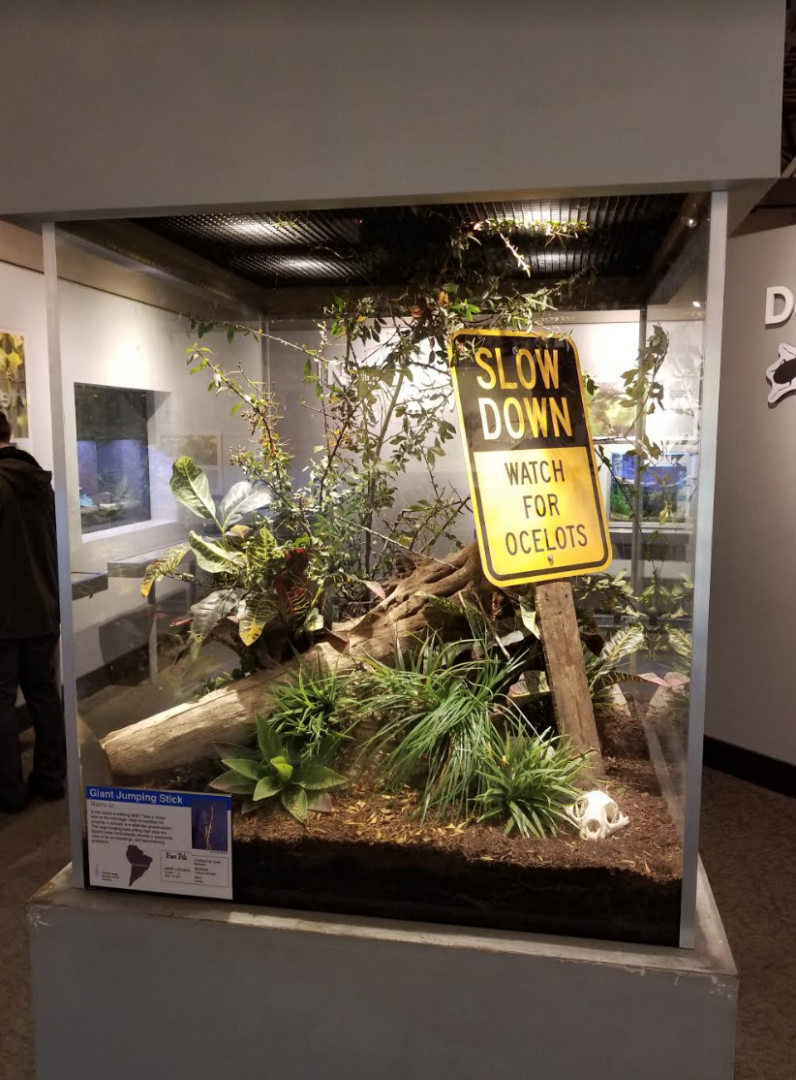 Dec. 2017 - World of the Insect - Giant Jumping Insect Exhibit - Watch For Ocelots