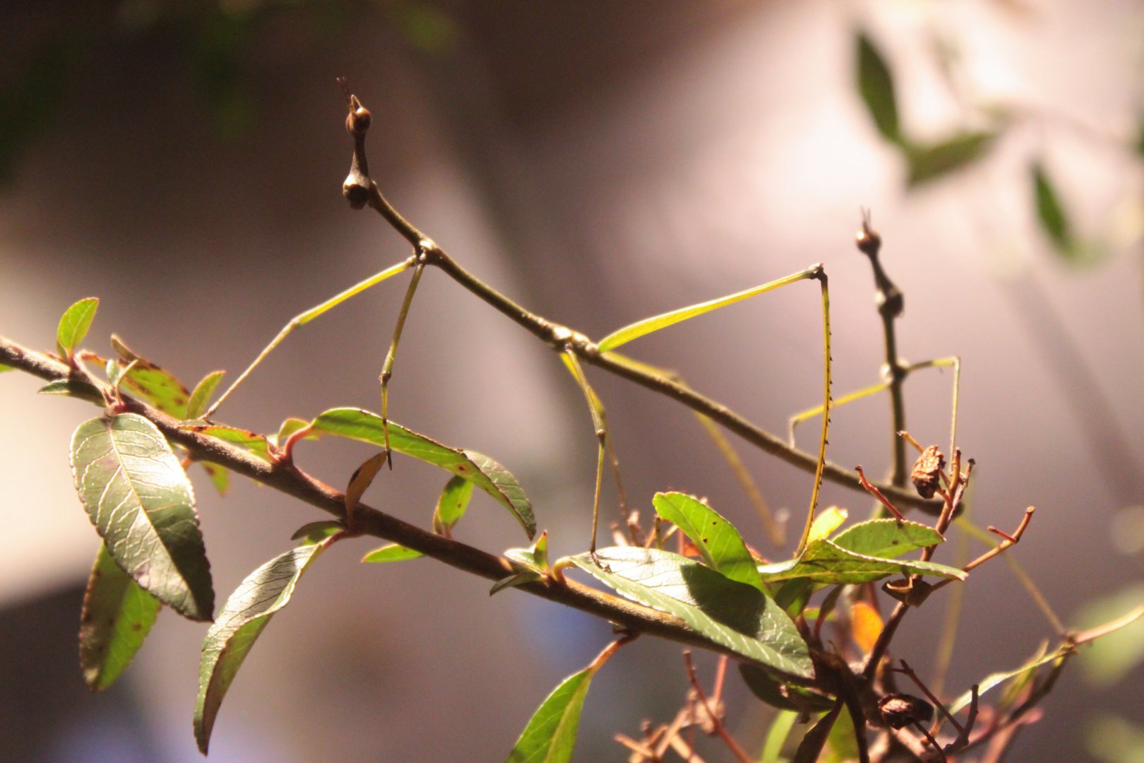 Dec. 2017 - World Of The Insect - Giant Jumping Stick