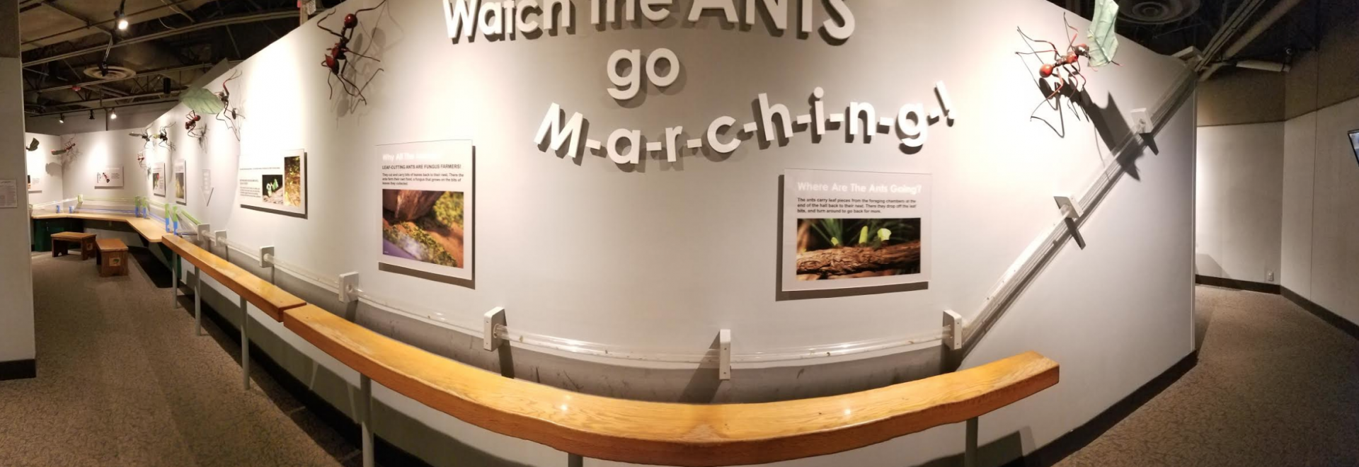 Dec. 2017 - World of the Insect - Leaf-cutter Ant Exhibit Tube
