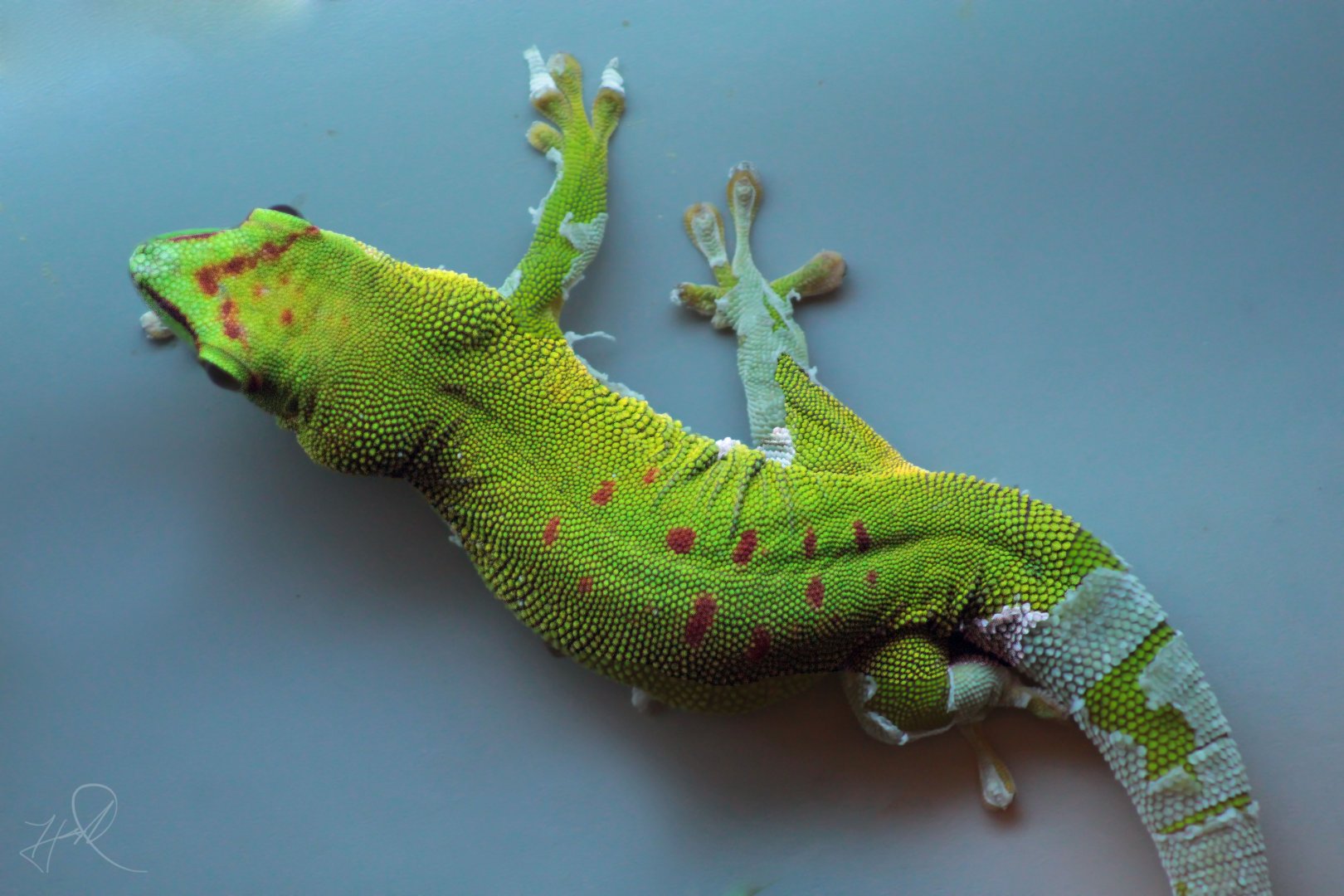 Dec. 2017 - World Of The Insect - Madagascar Giant Day Gecko