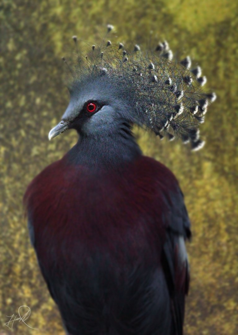 Dec. 2017 - World Of The Insect - Victoria Crowned Pigeon