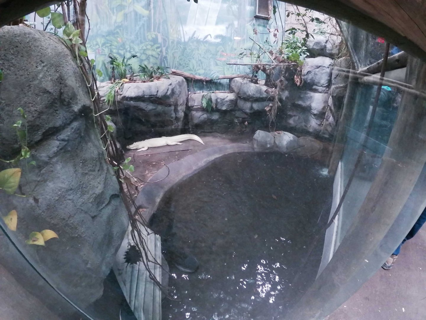 Dec. 2018 - HerpAquarium - King Louise's Exhibit (White Alligator)