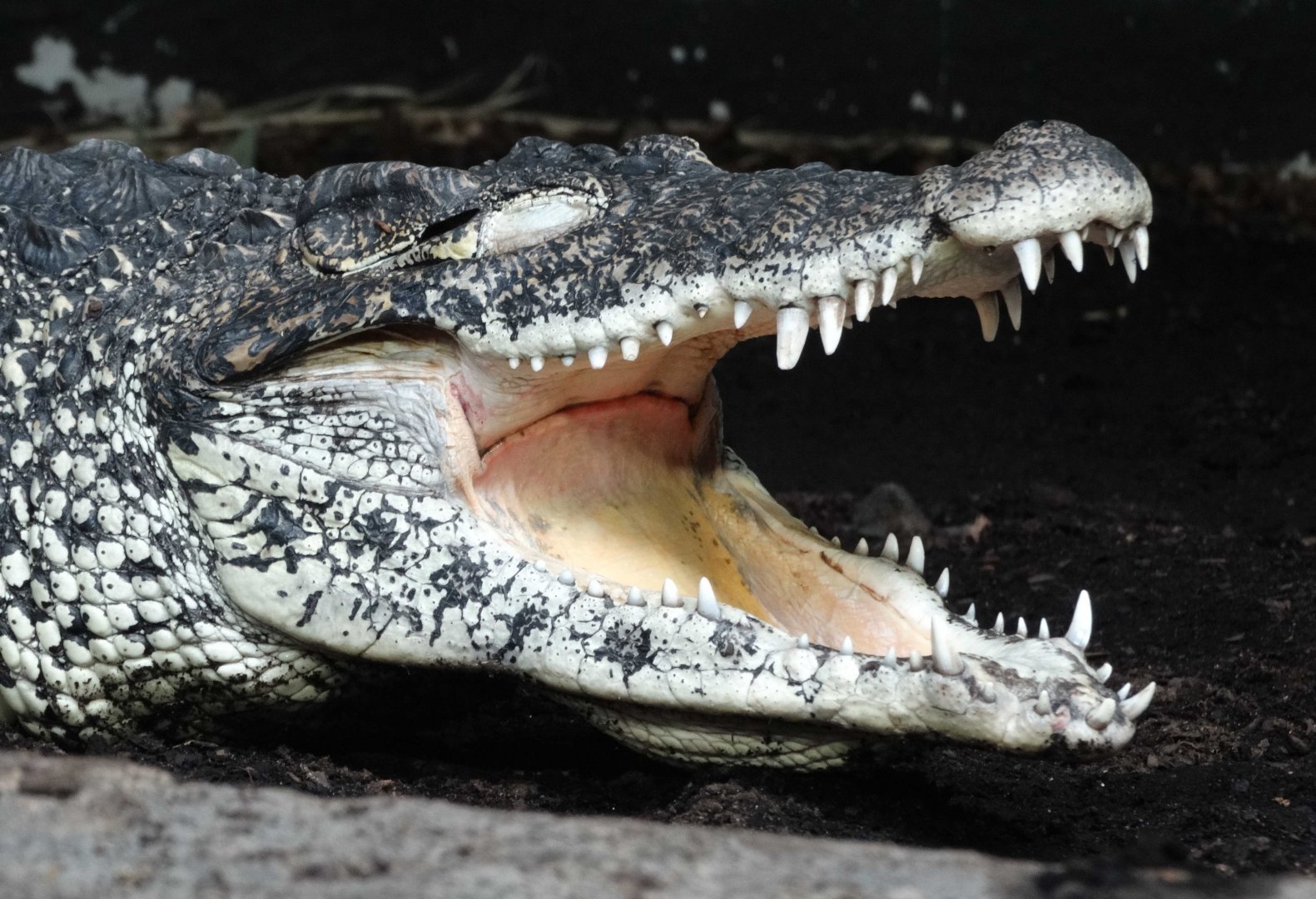 Dec. 2018 - Islands - Cuban Crocodile