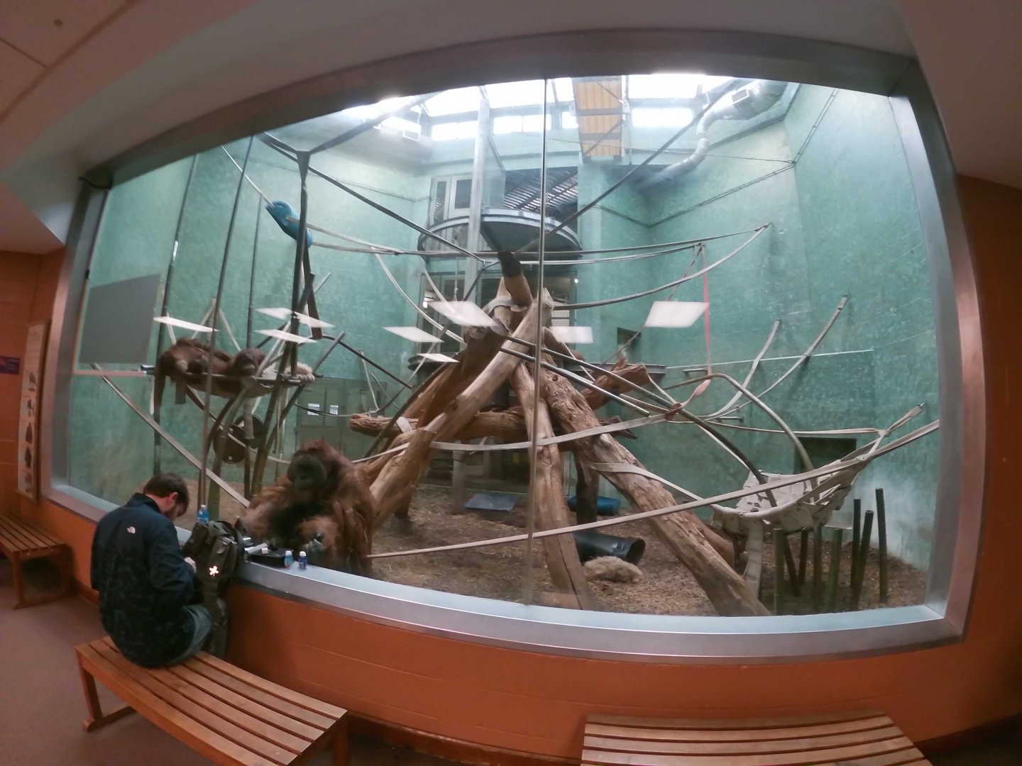 Dec. 2018 - Islands - Dayroom (5 Species)