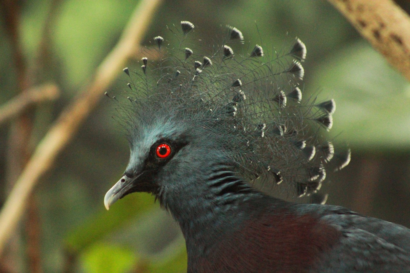 Dec. 2018 - Islands - Victoria Crowned Pigeon
