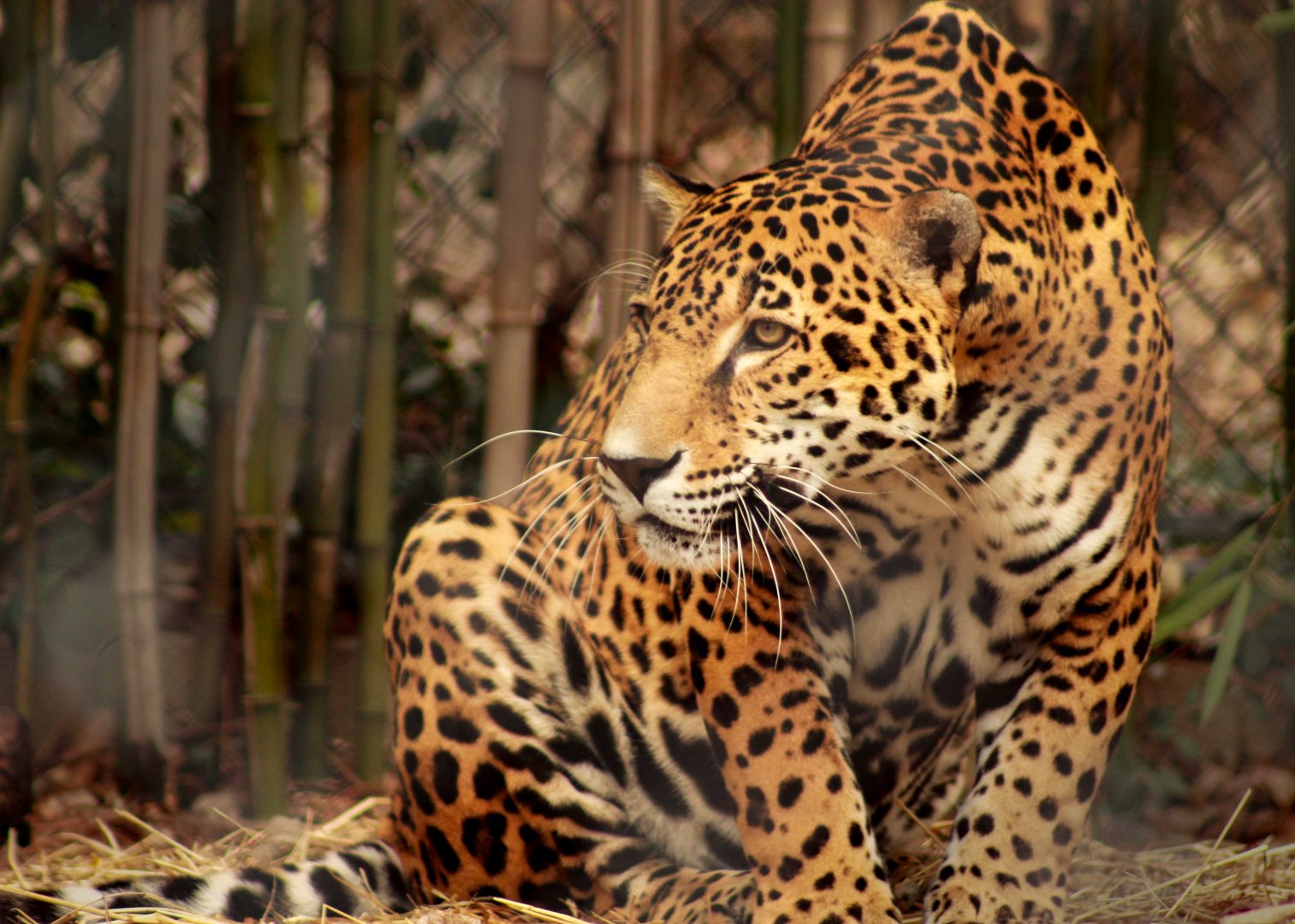 Dec. 2018 - South America - Jaguar