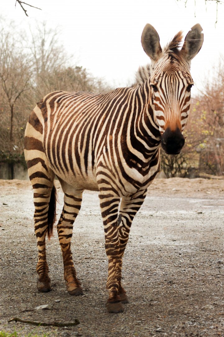 Dec. 2019 - Africa - Hartmann's Mountain Zebra
