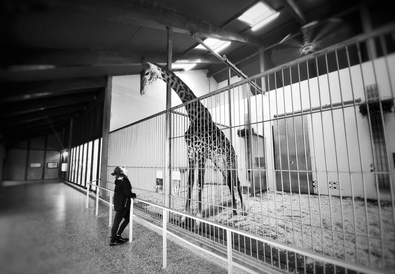 Dec. 2019 - Africa - Indoor Giraffe Exhibit