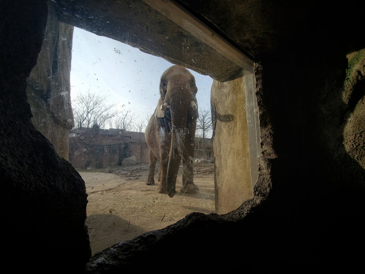 Dec. 2019 - African Elephant Crossing - Kopje Rocks (Glass) Viewing