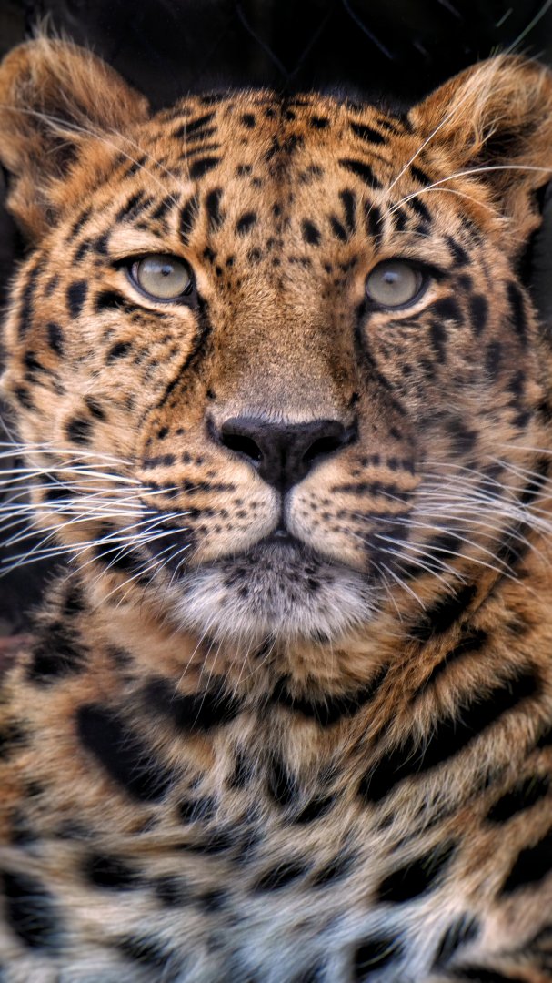 Dec. 2019 - Asian Highlands - Amur Leopard (Edgar)