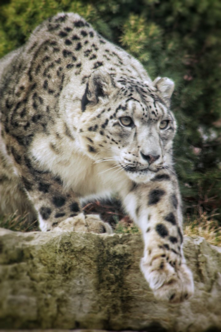 Dec. 2019 - Asian Highlands - Snow Leopard