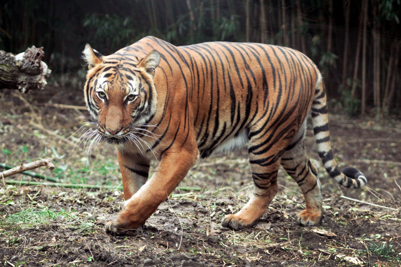 Dec. 2019 - Cat Canyon - Malayan Tiger (Chira)
