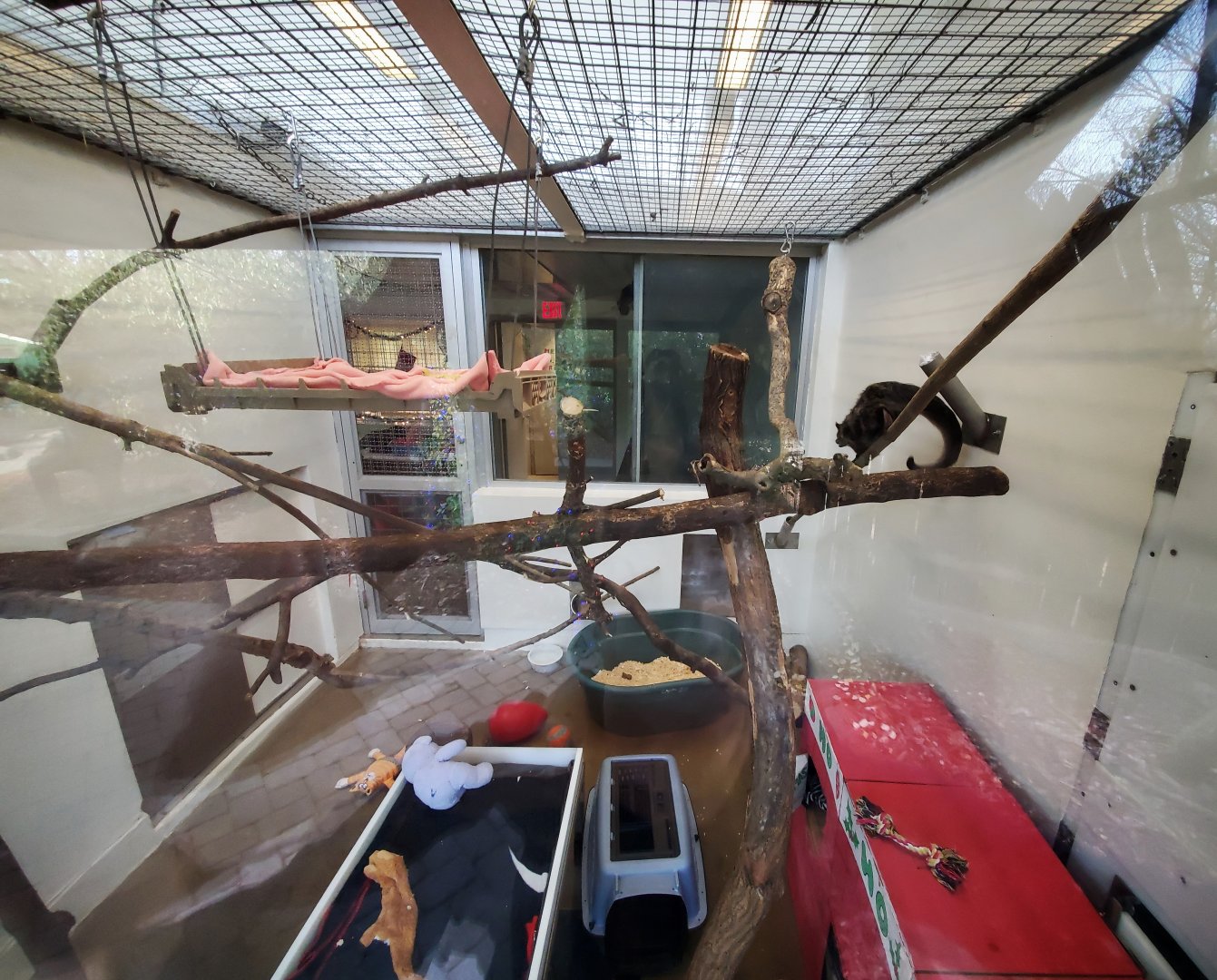 Dec. 2019 - Children's Zoo - Animal Ambassador Center - Palawan Bearcat Nursery