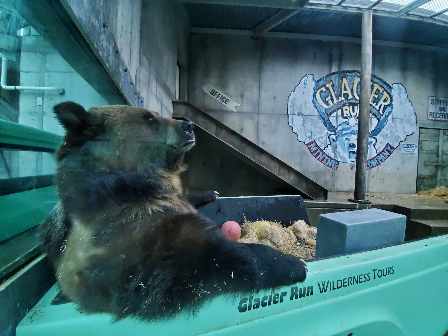 Dec. 2019 - Glacier Run - Brown Bear in Pickup Truck