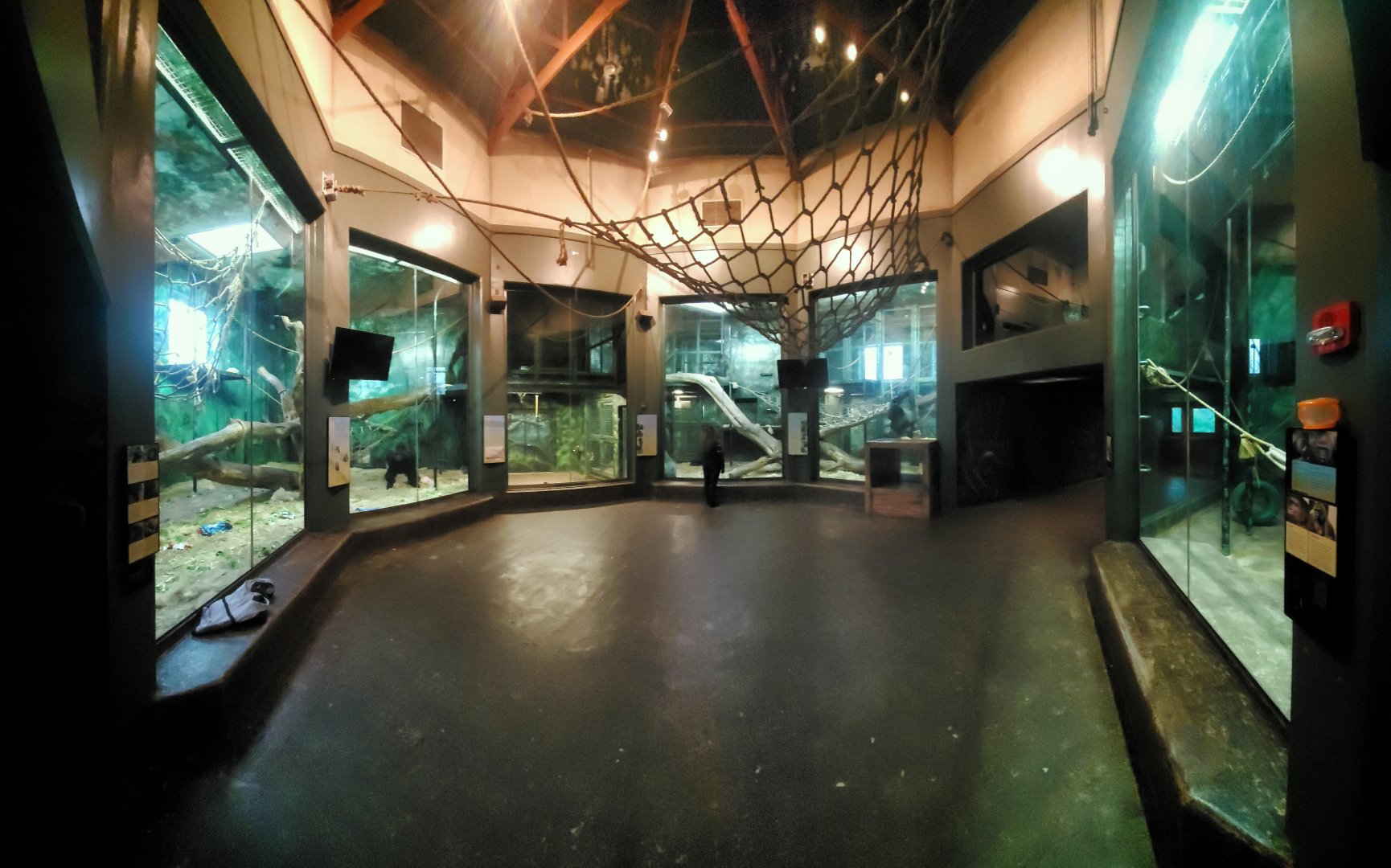Dec. 2019 - Gorilla Forest - Indoor Gorilla Rotunda (3 Exhibits)