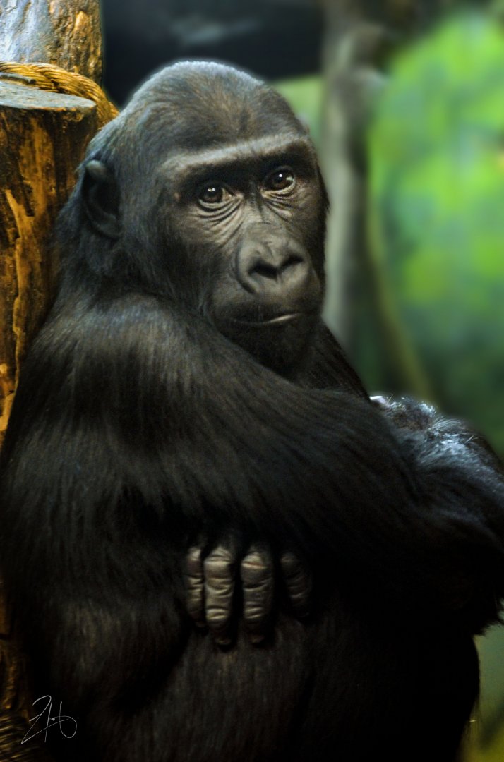 Dec. 2019 - Gorilla Forest - Kindi