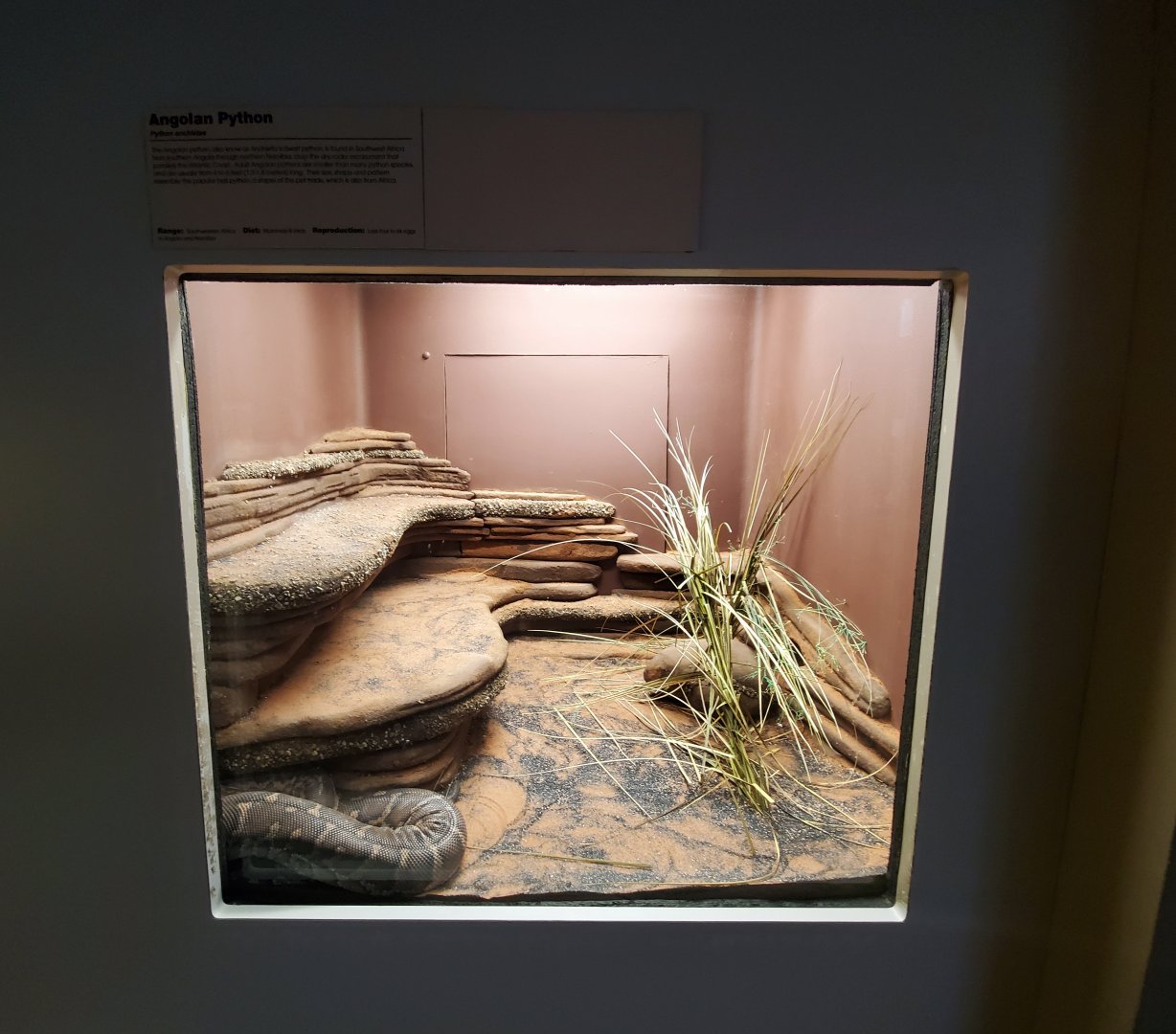 Dec. 2019 - HerpAquarium - Angolan Python Exhibit
