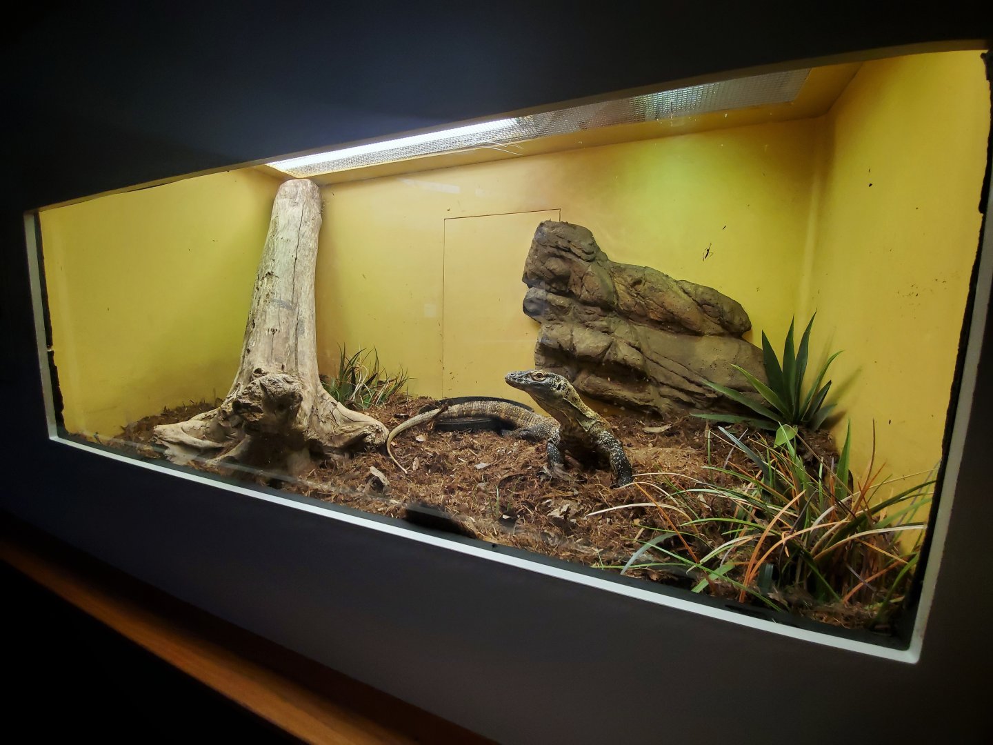 Dec. 2019 - HerpAquarium - Juvenile Komodo Dragon Exhibit