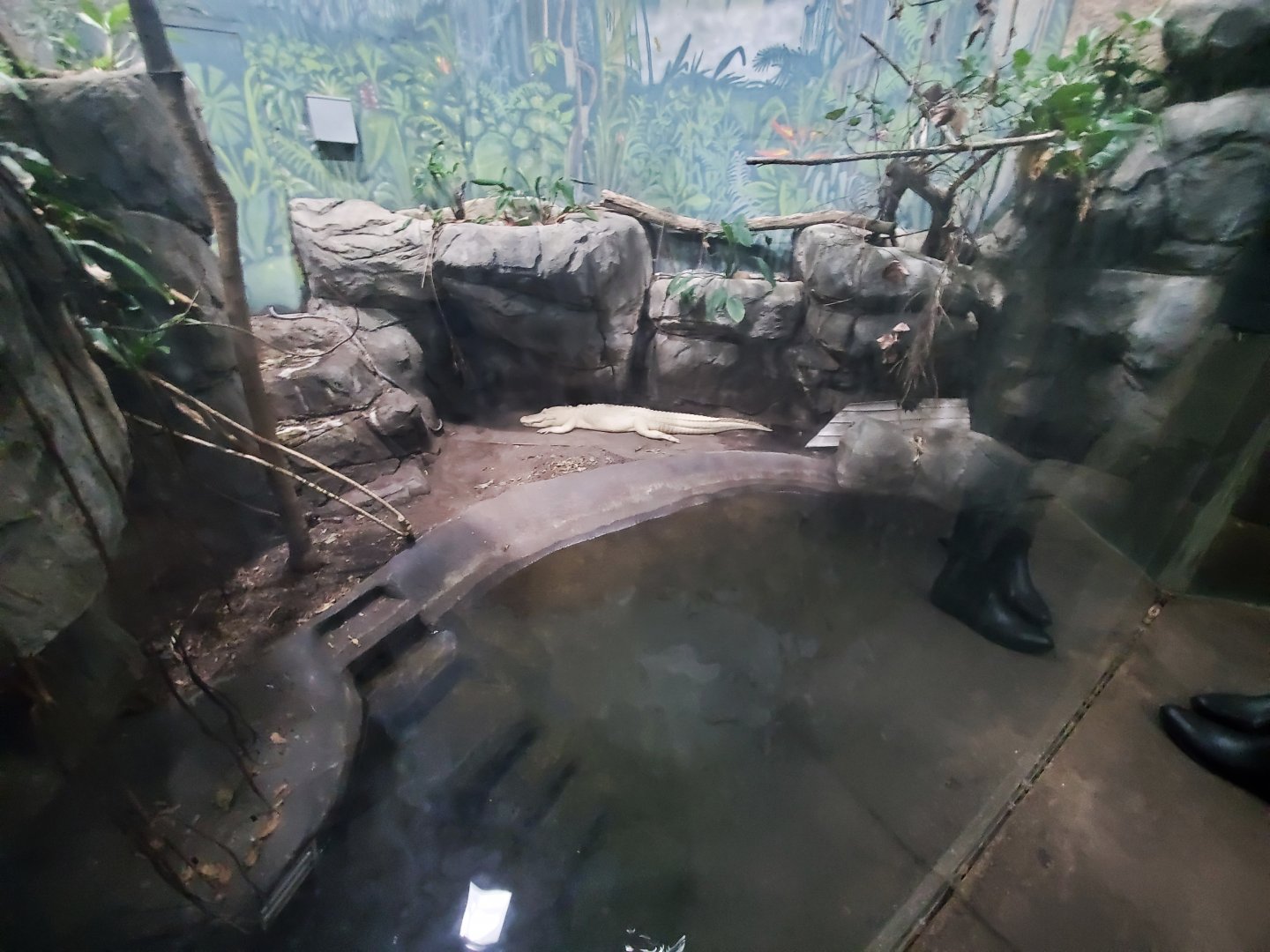 Dec. 2019 - HerpAquarium - King Louie Exhibit (White Alligator)