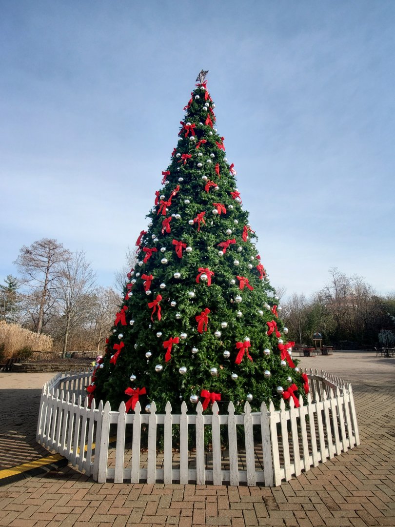 Dec. 2019 - Historic Vine Street Village - Poinsettia Tree