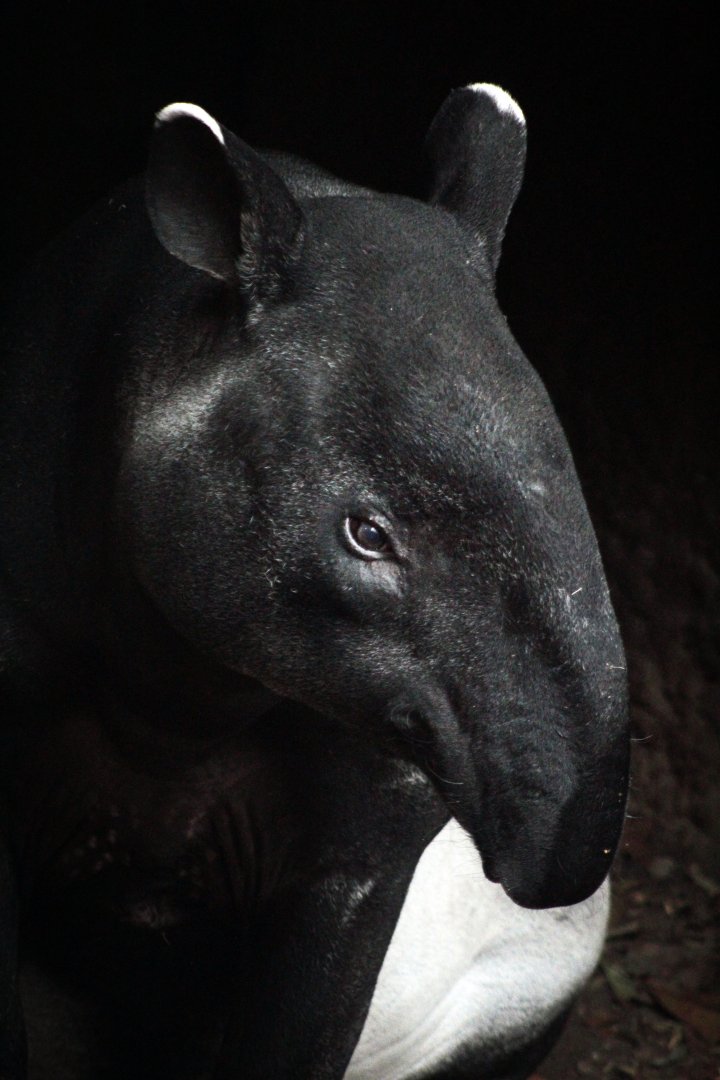 Dec. 2019 - Islands - Malayan Tapir
